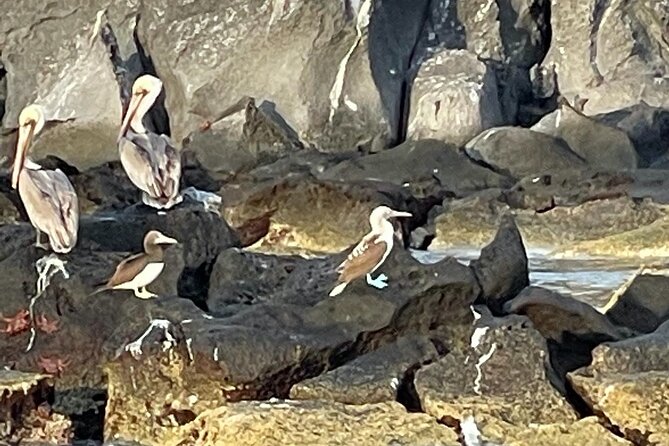 Tour a la Isla Coronados con actividad de esnorquel - What’s Included and What You Should Know