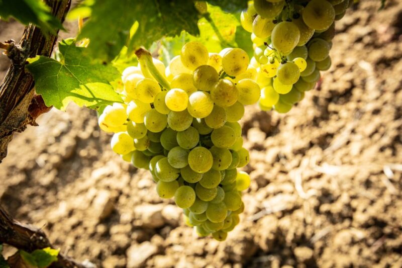 Tour and Premium wine tasting at Duca di Salaparuta - Exploring the Native Grape Varieties of Sicily