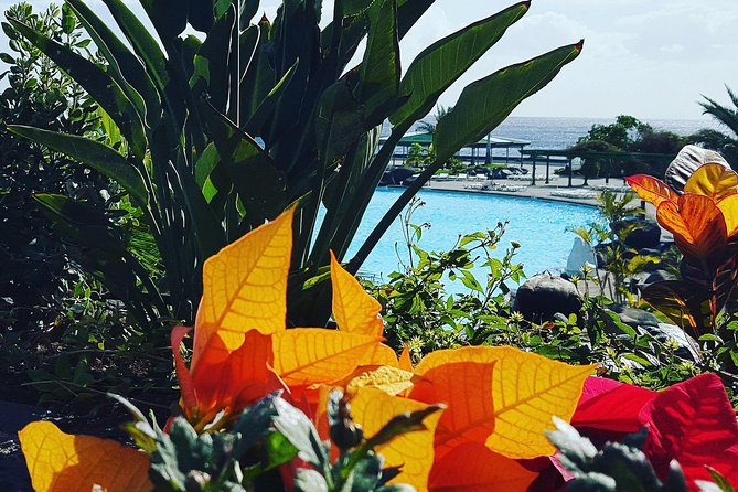 Tour Around the Island - Private VIP Tour in Tenerife - Witnessing One of the Oldest Trees in the World at El Drago Milenario