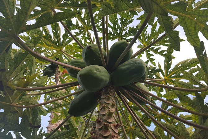 Tour Around the Island - Private VIP Tour in Tenerife - Short Walk at Candelaria and the Guanche Monuments