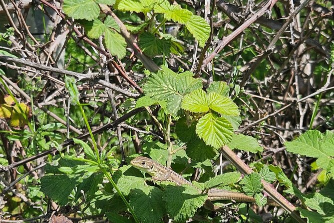Tour Around the Lake Albania from Ohrid - Visiting Enver Hoxha’s Bunkers