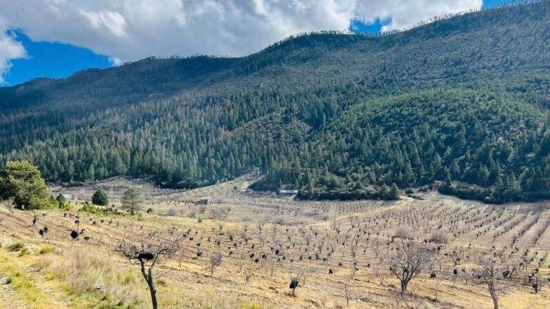 Tour "Arteaga Coahuila" + Guía + Traslados + Tickets - Ascending to the "Mesa de Tablas" for Mountain Views