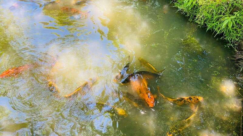 Tour "Bioparque" + Traslados + Tickets incluidos - Why Choose This Safari Tour?