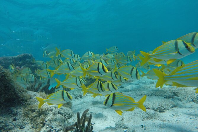 Tour Contoy Magic Island! Round Transportation From Cancun & Playa Del Carmen - Key Points