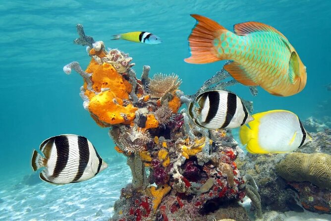 Tour Contoy Magic Island! Round Transportation From Cancun & Playa Del Carmen - How the Tour Combines Snorkeling and Island Exploration