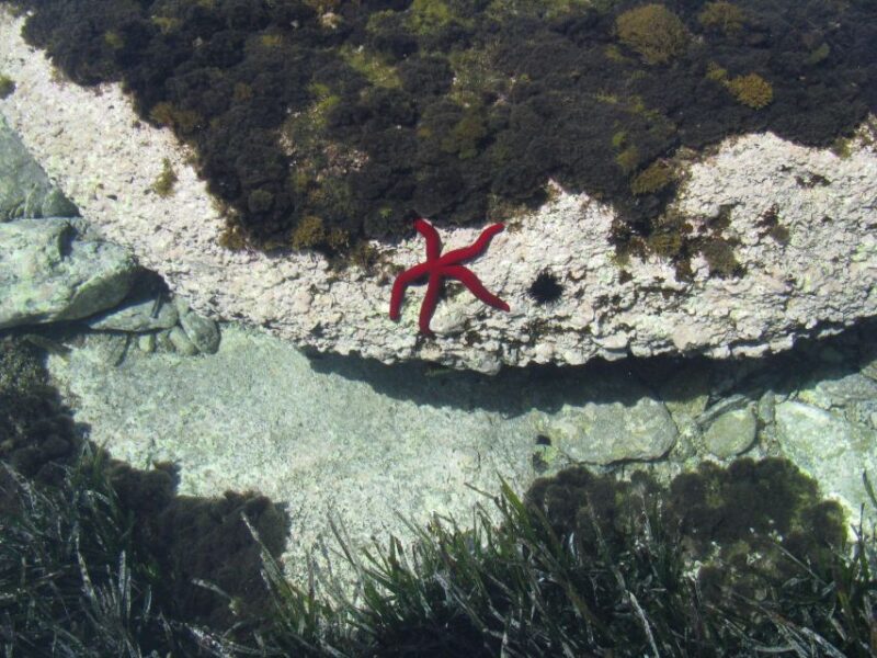 Tour di Giardini Naxos/Taormina, Isola Bella, Grotta Azzurra - The Experience of Captain Antonio and His Expertise