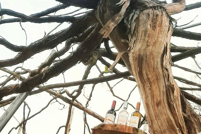 Tour from Napoli to pompei/ercolano: Luxury Tour, Secret Vineyard - A Unique Day of Wine, History, and Scenic Beauty from Naples