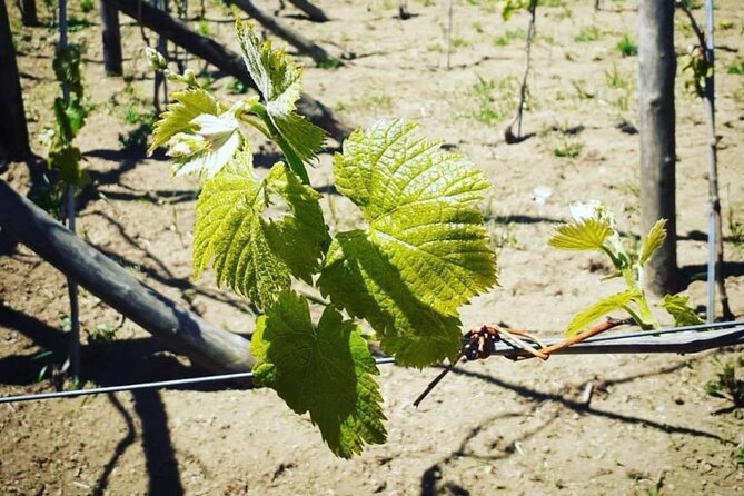 Tour from Napoli to pompei/ercolano: Luxury Tour, Secret Vineyard - Key Points