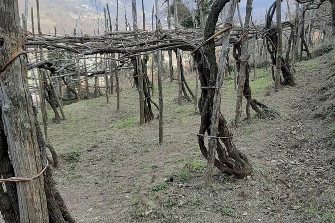 Tour from Napoli to pompei/ercolano: Luxury Tour, Secret Vineyard - What Makes This Tour Stand Out