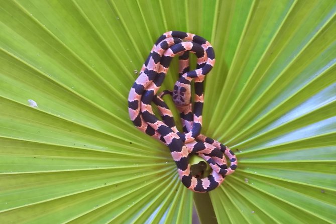Tour Herpetologico - Exploring the Mayan Jungle Ecosystem