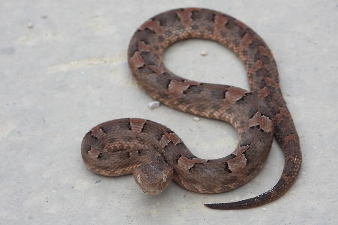 Tour Herpetologico - The Food and Drinks Included in the Tour