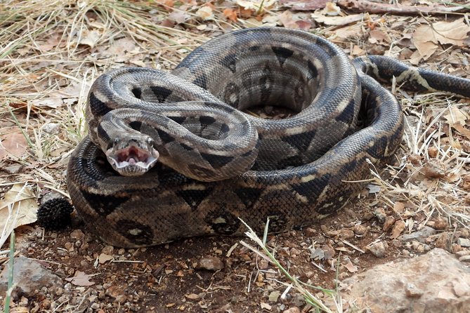 Tour Herpetologico - The Expertise of Guides from Gills Bioexperiences