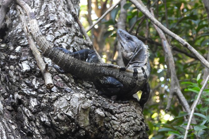 Tour Herpetologico - Who Should Consider This Tour?