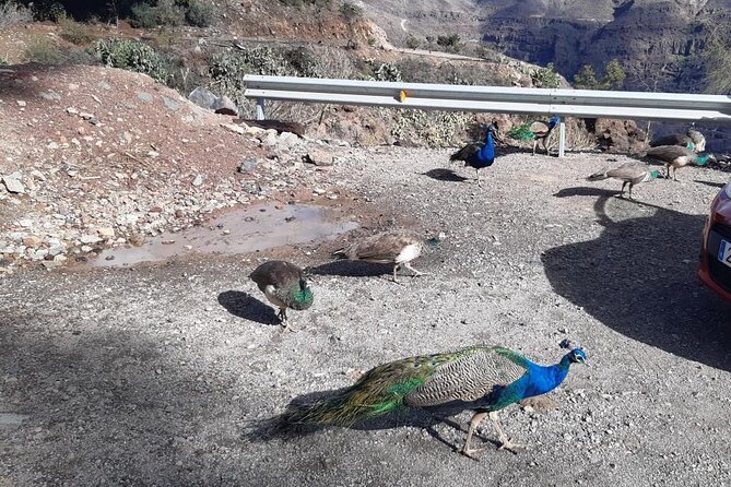 Tour in a real VW 70's Buggy in Gran Canaria 4 People. - Admiring the Stunning Landscapes of Soria Province