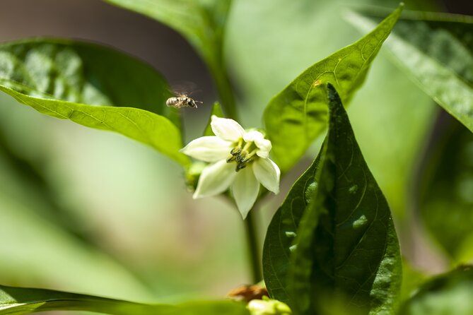 Tour in the heady scents of our garden in Ragusa - Practicalities and Booking Tips