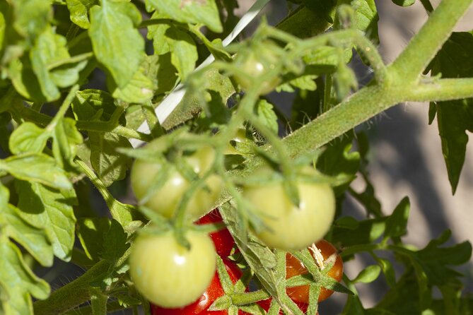 Tour in the heady scents of our garden in Ragusa - Why This Garden Tour in Ragusa Stands Out