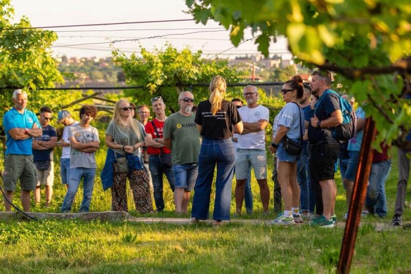 Tour in Valpolicella: wine, oil, and peach tasting - Discovering the Vineyard Landscape in Valpolicella