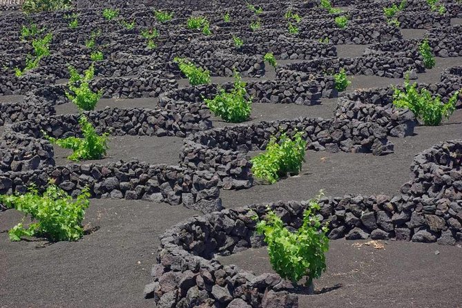 Tour Lanzarote South with Winery Visit - Practicalities: Pickup, Timing, and Group Size