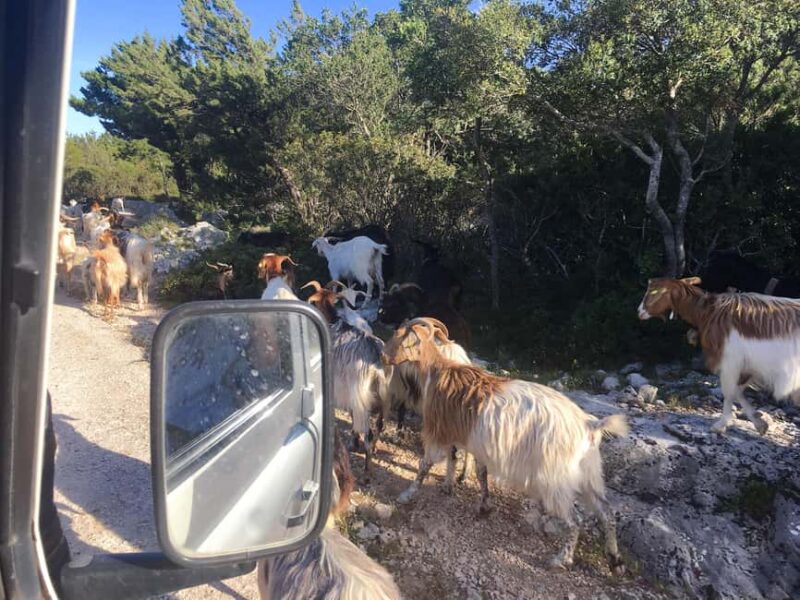Tour Nature & Wildlife from Cagliari - Discovering Olive Trees and Cork Forests