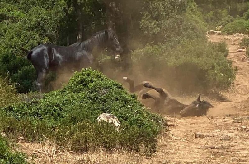Tour Nature & Wildlife from Cagliari - Knowledgeable Guides Share Sardinian Secrets