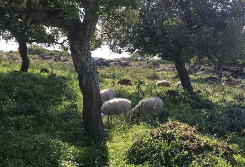 Tour Nature & Wildlife from Cagliari - Who Will Love This Tour?