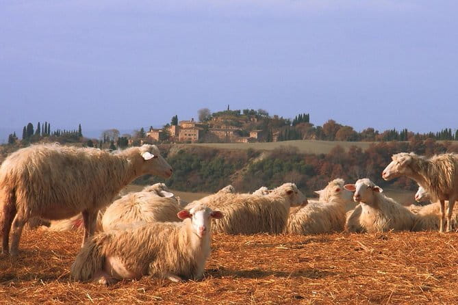 Tour of 900year old secret cellars + tasting of 3 wines and bread with EVO oil - Booking and Cancellation Policies