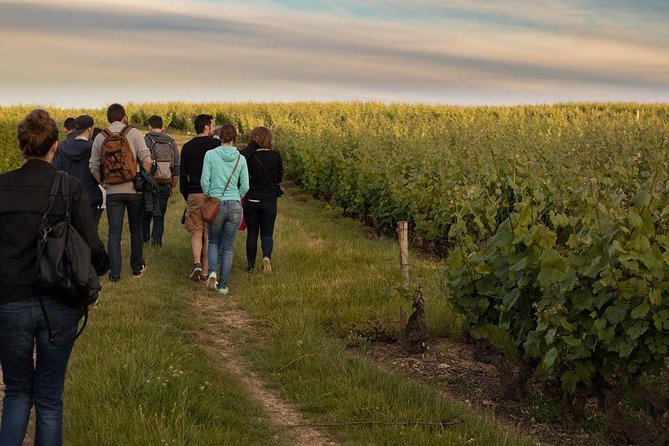 Tour of a Vineyard, Winery & Cellar with Wine Tasting in Vouvray, Loire Valley - Who Will Appreciate This Tour