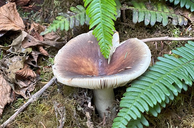Tour of Fort Clatsop, Youngs River Falls & Warrenton Countryside - Scenic Drive Through The Warrenton Countryside