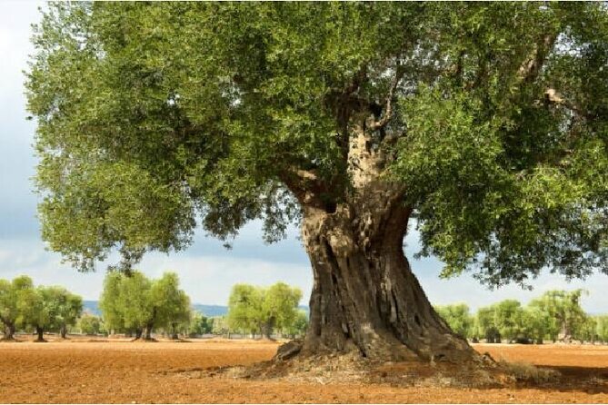 Tour of LOCOROTONDO and ALBEROBELLO departing from Bari - Exploring Locorotondo’s Circular Charm and Scenic Views