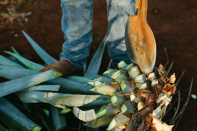 Tour of Puebla and tour of Atlixco (private tour) - Key Points