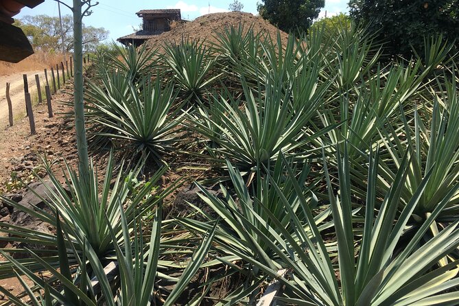 Tour of San Sebastián del Oeste with Lunch - Practical Details and Booking Information