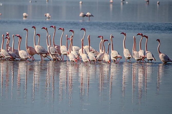 Tour of the Archaeological Area of Nora, entrance fees included - Convenient and Engaging Itinerary
