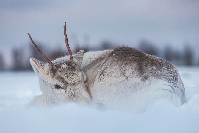 Tour of the authentic fjords of Kvaløya to Sommarøy - Starting Point and Tour Schedule in Tromsø