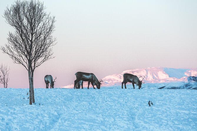 Tour of the authentic fjords of Kvaløya to Sommarøy - The Experience and Guide Expertise