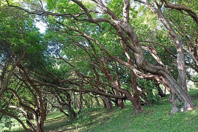 Tour of the Historical Museum and Miramare Castle Park in Trieste - Inside Miramare Castle: Exhibits and Architectural Highlights