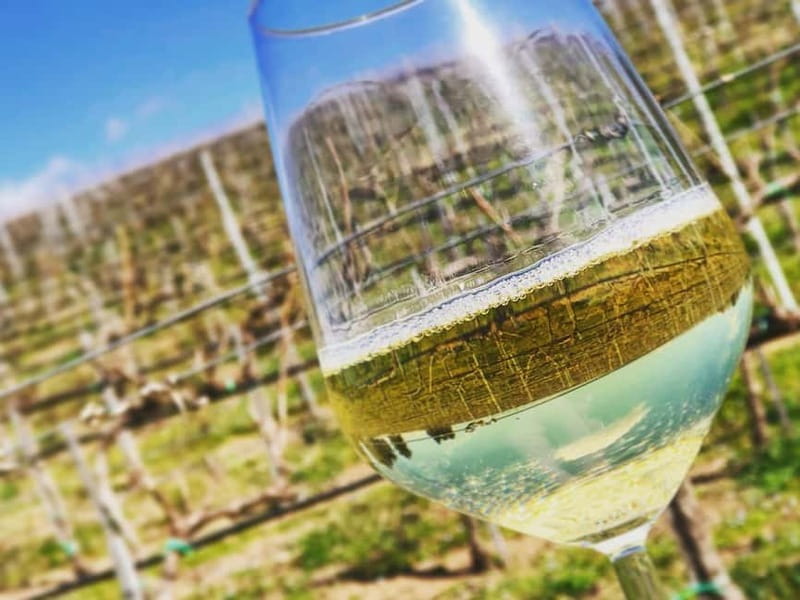 Tour & Tasting at Cantine Capitani - Wine and Olive Oil Tasting: Savoring Lazio’s Flavors