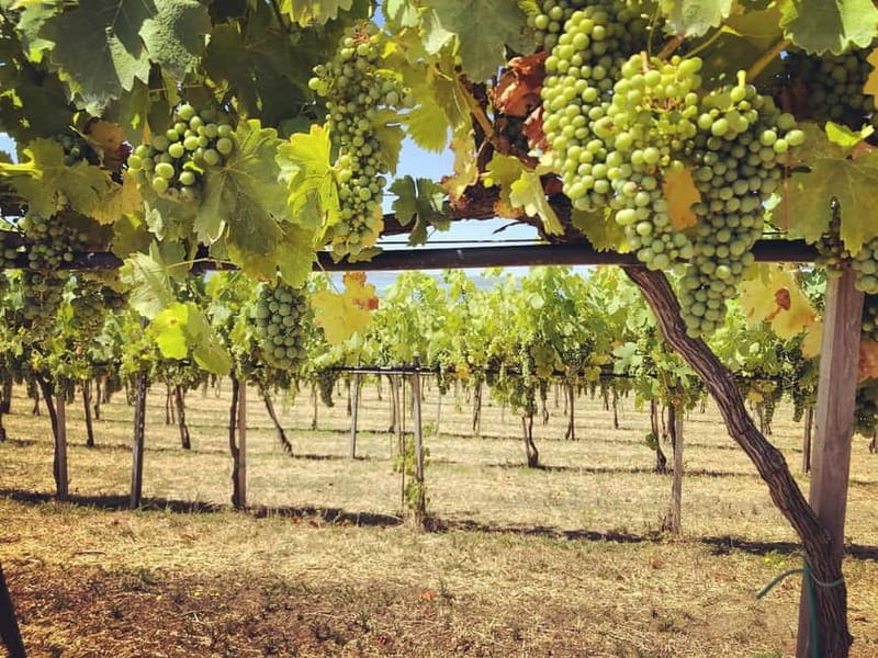 Tour & Tasting at Cantine Capitani - Opportunities to Purchase and Extend the Experience