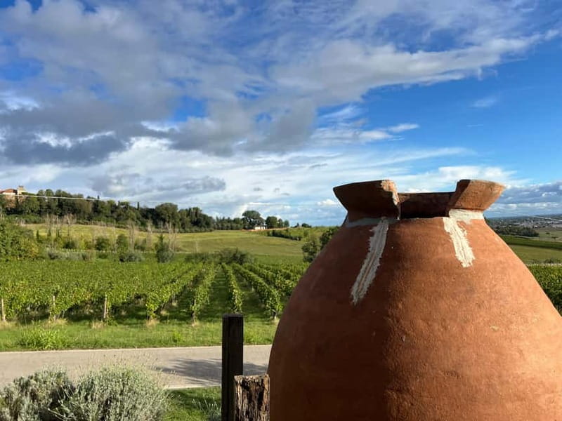 Tour & tasting at Tenuta la Viola - Discovering Tenuta la Viola’s Vineyard in Bertinoro