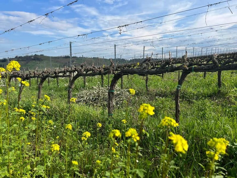 Tour & tasting at Tenuta la Viola - Practical Details and Logistics