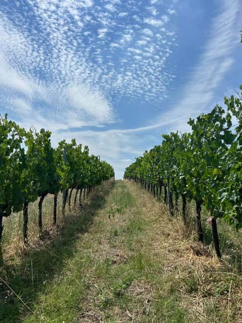 Tour & tasting at Tenuta la Viola - Comparing Similar Experiences