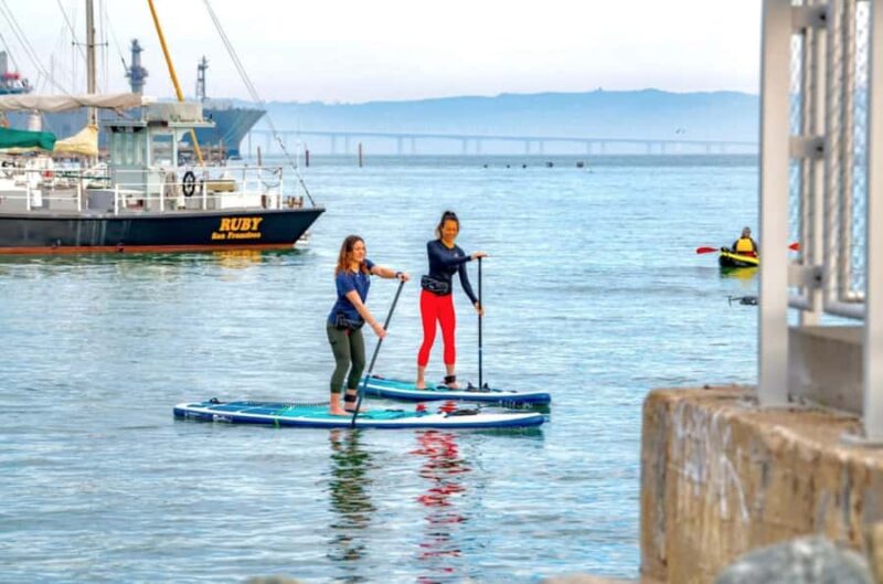 Tour the San Francisco Bay by Kayak or Paddle Board! - Wildlife Encounters During the Bay Paddle