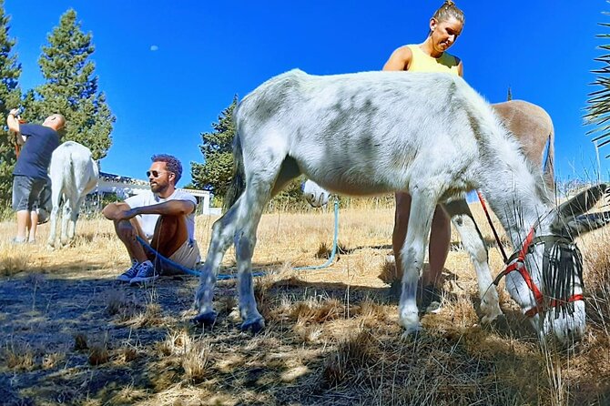 Tour the Sanctuary and Walk with the Donkeys and Share their Love - Donkey Dreamland: A Sanctuary for Rescued Donkeys Near Malaga