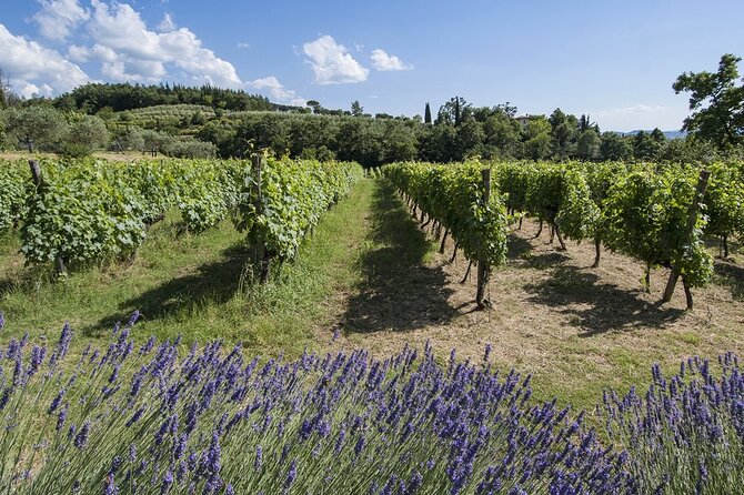 Tour through the vineyards and wine and olive oil tasting in Tuscany - The Setting: Villa La Ripa and Surroundings