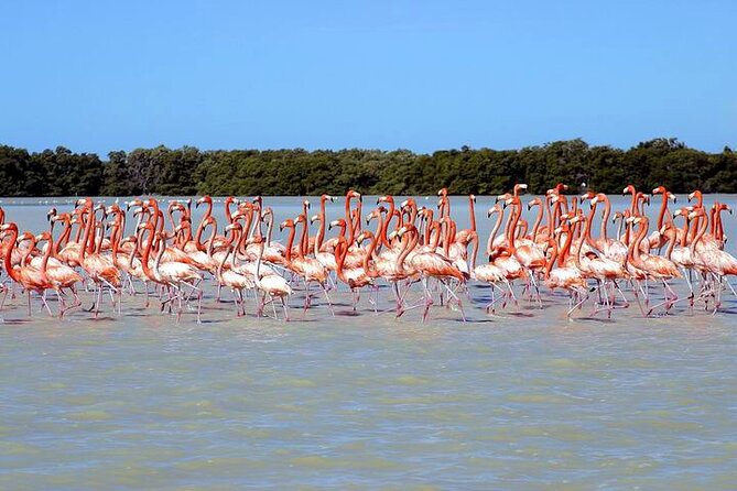 Tour to Celestun and see the flamingos - What’s Not Included: Tips, Food, and Beverages