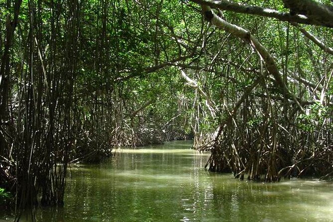 Tour to Celestun and see the flamingos - Practical Details and Booking Conditions