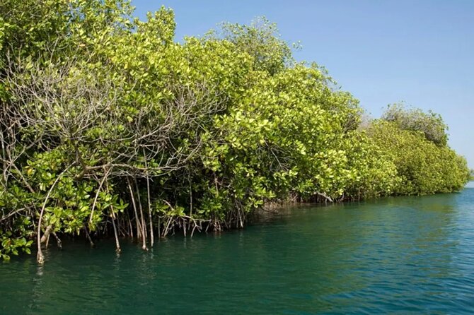 Tour to Celestun and see the flamingos - Summary: A Practical Tour for Nature and Wildlife Fans