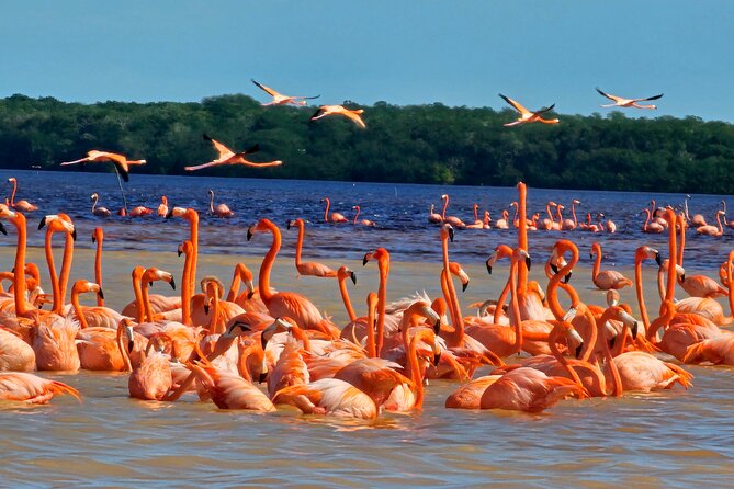 Tour to Celestún with View of Flamencos and Beach Club - Explore the Unique Wildlife of Celestún Biosphere Reserve