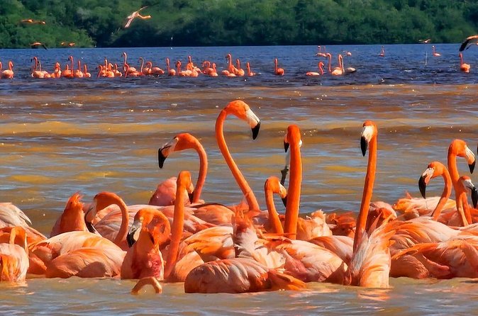 Tour to Celestún with View of Flamencos and Beach Club - The Return Journey to Mérida