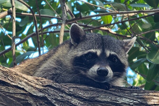 Tour to Celestún with View of Flamencos and Beach Club - What’s Included and What You Should Bring