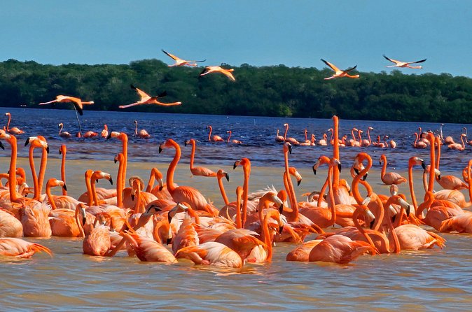 Tour to Celestún with View of Flamencos and Beach Club - Practical Details and Booking Tips